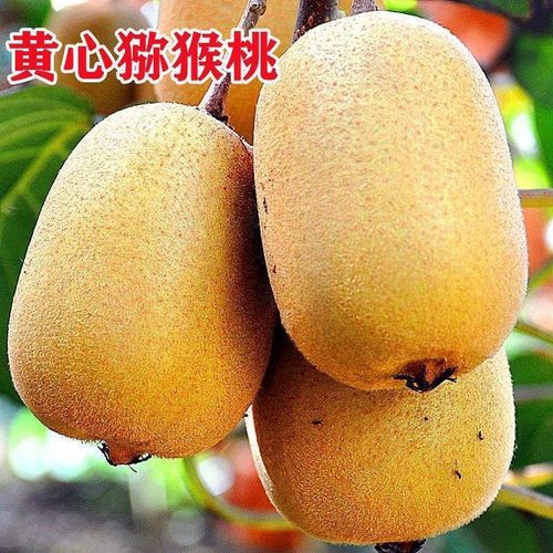 结果种植黄心猕猴桃树苗猕猴桃买一送一北方耐寒南方当年树苗