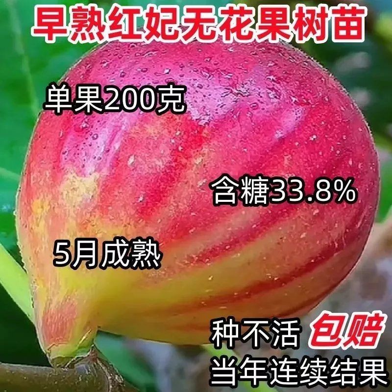 无花果树苗早熟新品种大果四季耐寒盆栽地栽南方北方种植当年结果