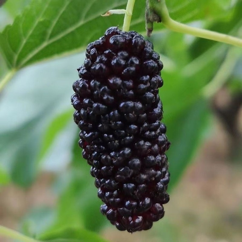 桑葚苗中国黑树果南方北种