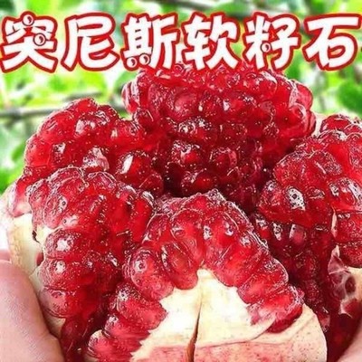 石榴树树苗突尼斯软籽石榴苗盆栽南方北方种植当年结果石榴苗