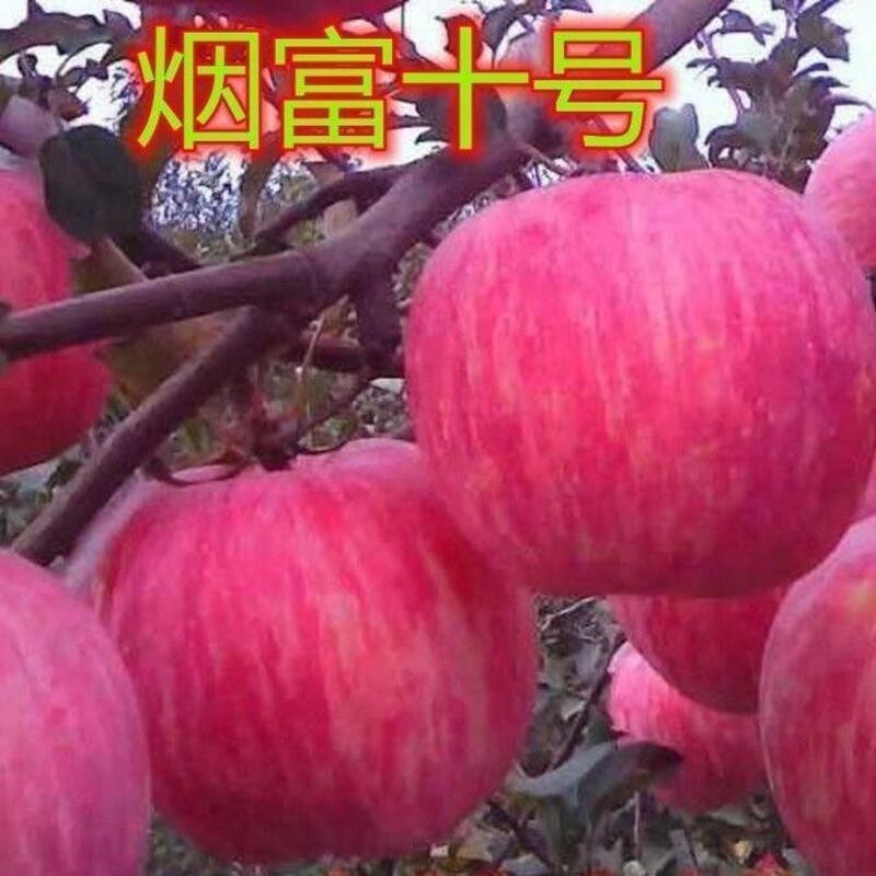 新品种烟富8号苹果树苗南北方种植盆栽地栽嫁接当年结果苹果苗