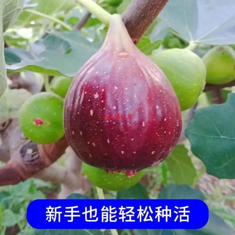 无花果树果苗盆栽地四季种植波姬红当年结果南北方无花果树苗