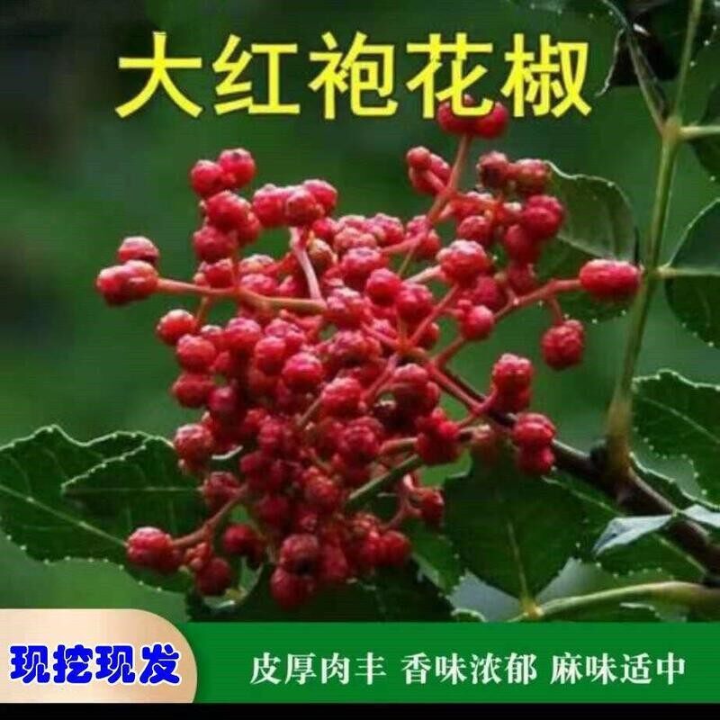 大红袍花椒苗野生树南方北图片