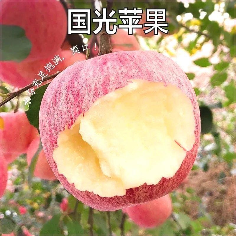新品种国光苹果树苗盆地栽晚熟红富士苹果嫁接苗南方北方种植