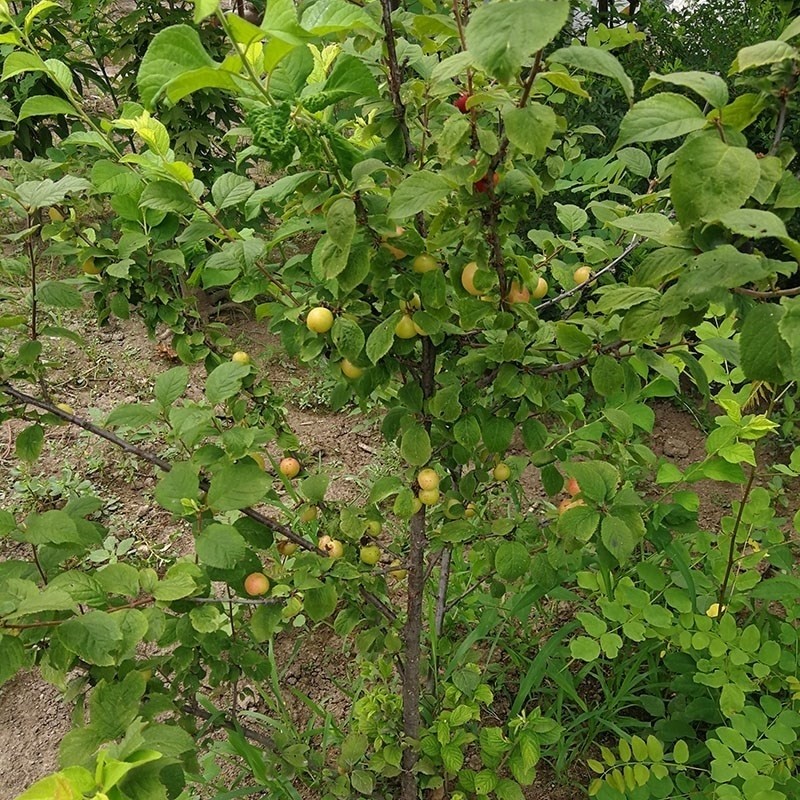 东北极地耐寒大樱桃树苗李子树北方水果苗抗寒樱桃树苗黑龙江发货