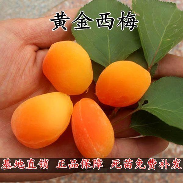 新品种美国黄金西梅树苗 嫁接西梅苗 李子树苗 耐寒易活 当年结果