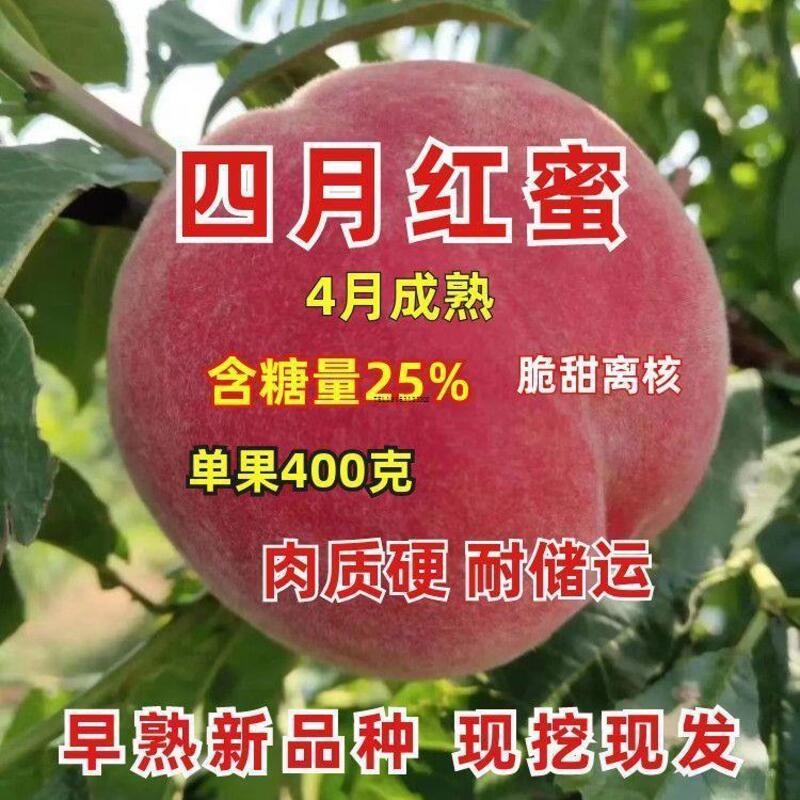 新品种超甜嫁接早熟四月香蜜桃树苗果树苗盆栽地栽南北方种植