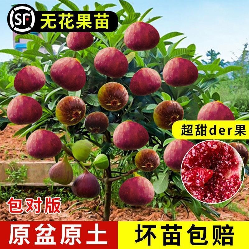 无花果树果苗盆栽水果苗波姬红大果南北方庭院种植云南嫁接苗