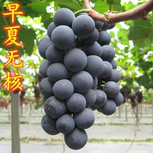 新品种嫁接葡萄树苗早夏无