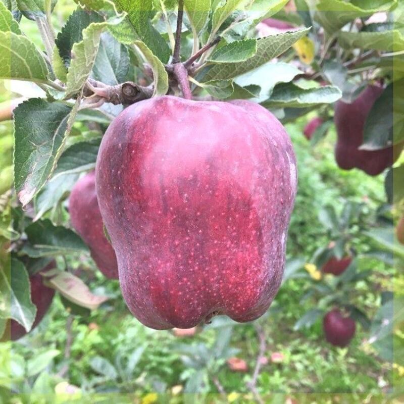 苹果树苗 美国红蛇果树苗 苹果苗当年结果花牛苹果苗南方北方种植