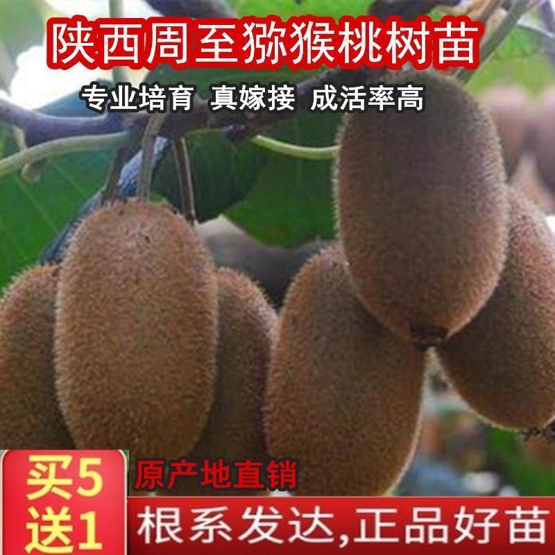 现挖陕西周至树苗桃苗徐香红阳翠香嫁接苗奇异果苗泥弥胡猴猕猴桃