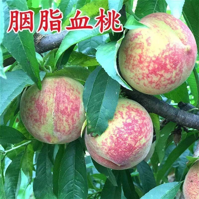 早熟胭脂血桃苗嫁接脆桃树苗水蜜桃苗油桃当年结果百花桃苗皮球桃
