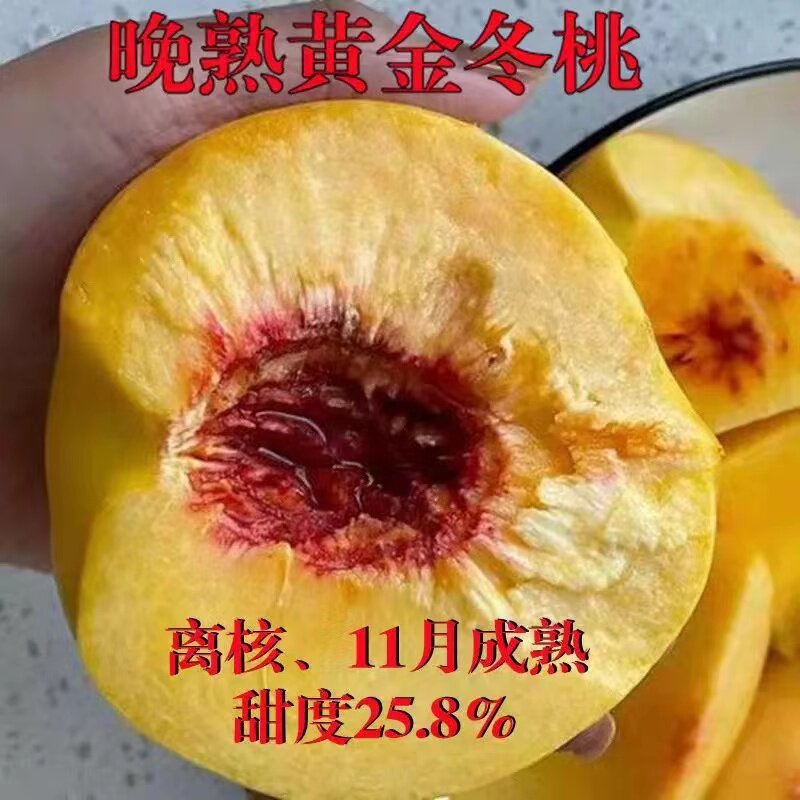 晚熟黄金桃树苗嫁接脆甜桃子果树苗南北方种植11月成熟