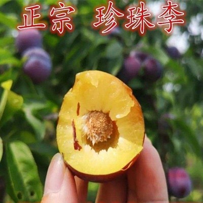 嫁接龙滩珍珠李子果树苗 珍珠李子树苗