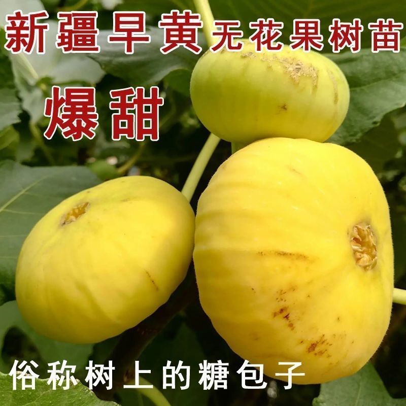 新疆早黄无花果树苗早熟抗寒糖心无花果苗南方北方种植当年结果