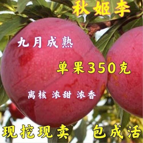 秋姬李子树苗嫁接脆甜李子树苗南北方种植盆栽地栽庭院当年结果