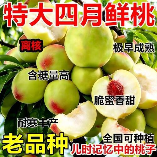 特大四月份鲜桃树苗嫁接脆甜含糖量高极早成熟老品种果树苗