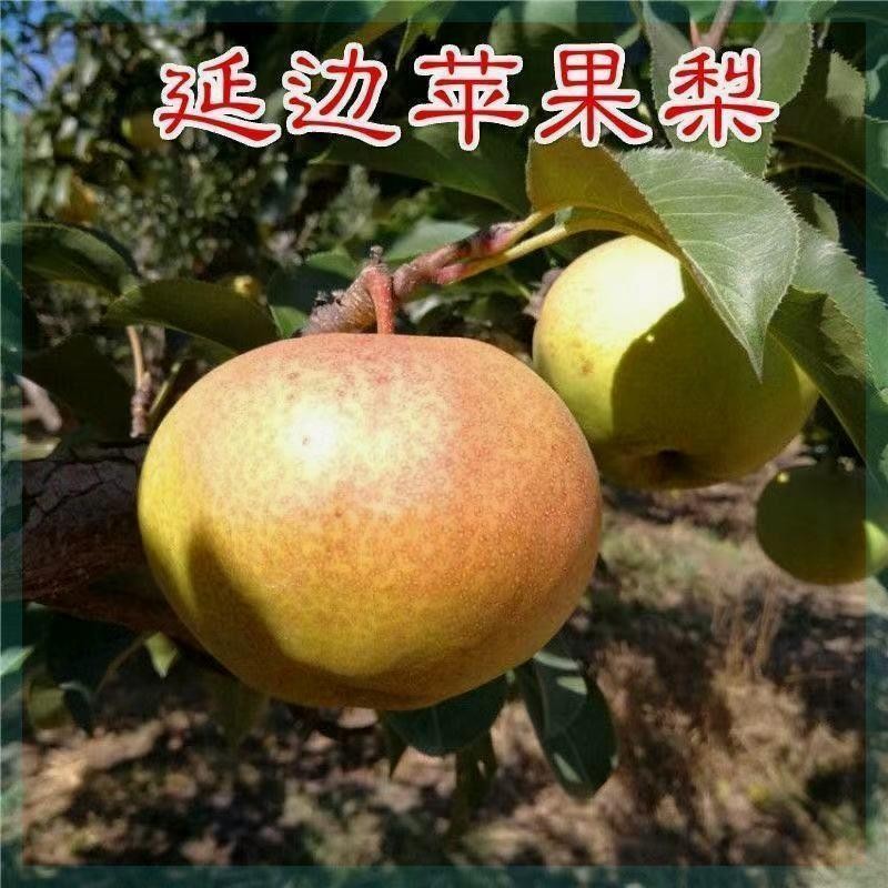延边苹果梨苗 地栽梨子苗 南北方种植当年结果果树苗  嫁接梨树苗