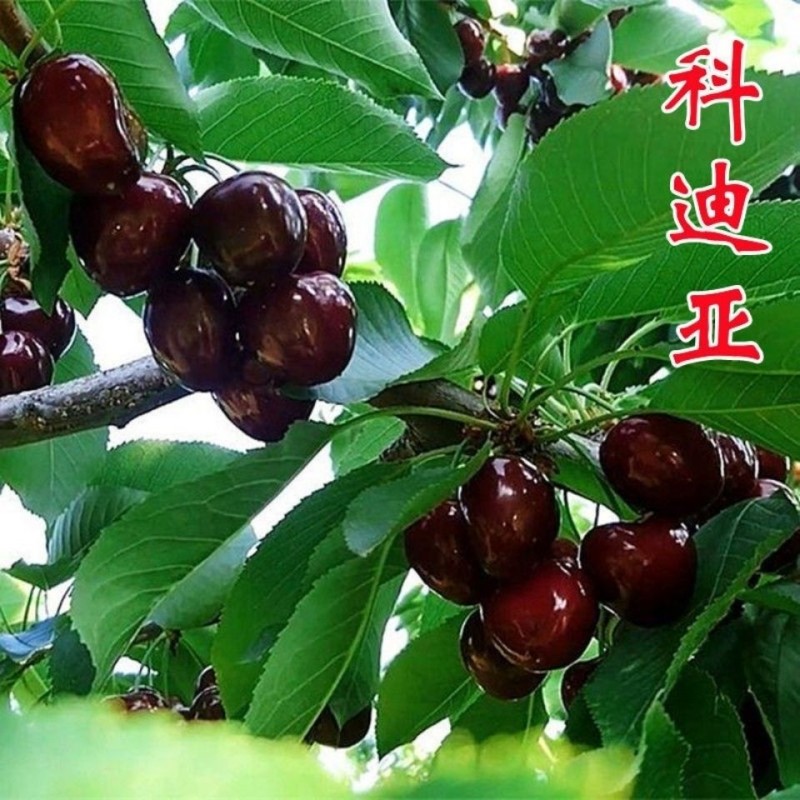 橄榄石榴树山楂树无花果海棠红枣树品种科迪亚苗  果苗 结果