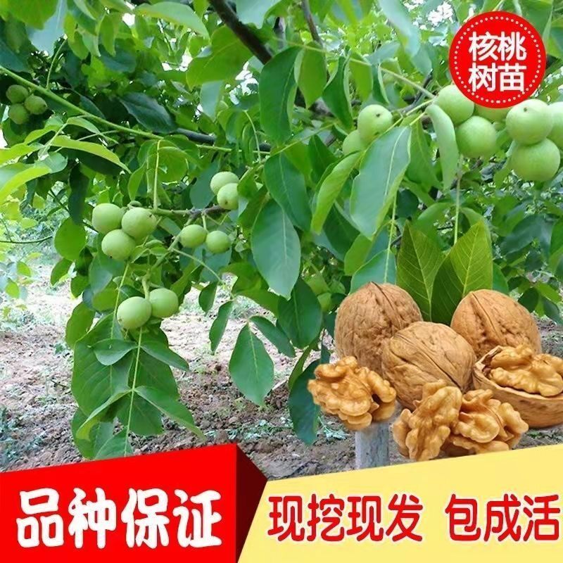 正宗纸皮核桃树苗嫁接薄皮核桃苗耐寒现挖南北方种植当年结果树苗图片