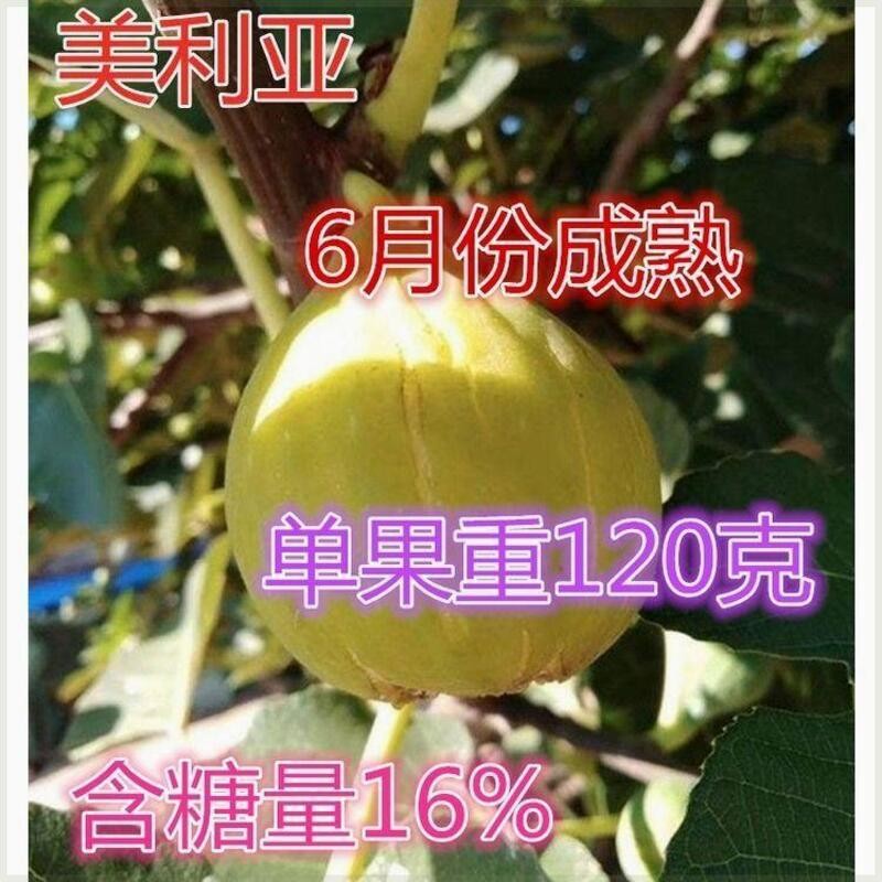美利亚无花果树苗 南北方种植 阳台庭院盆栽地栽四季种植当年结果