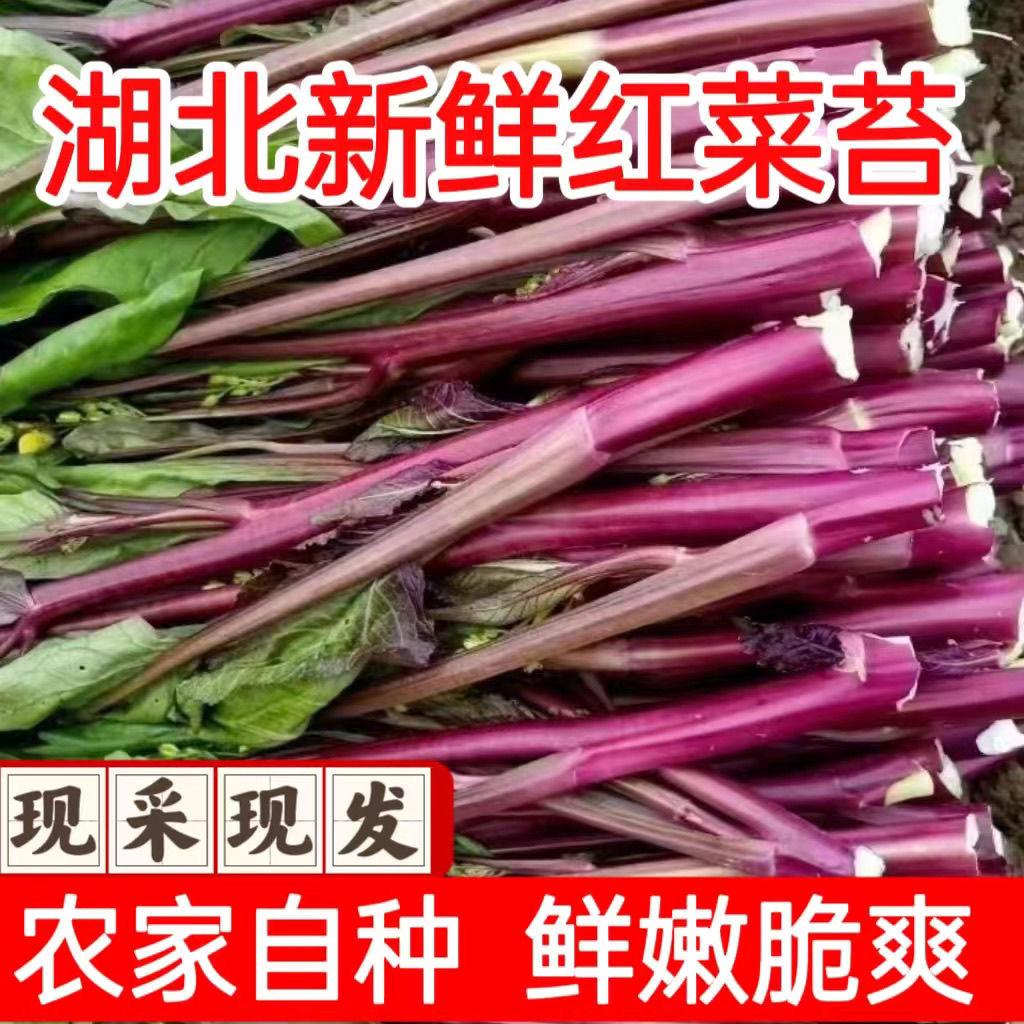 湖北洪山菜苔新鲜红菜苔农家自种