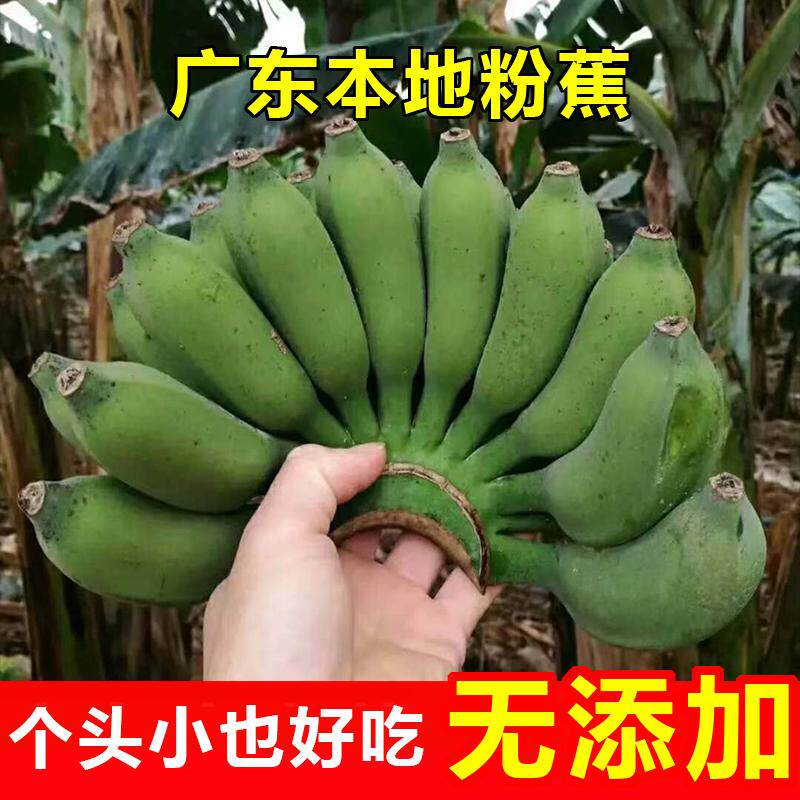 自然熟小米蕉香蕉广东本地粉蕉新鲜全生青皮发货自然成熟非海南蕉