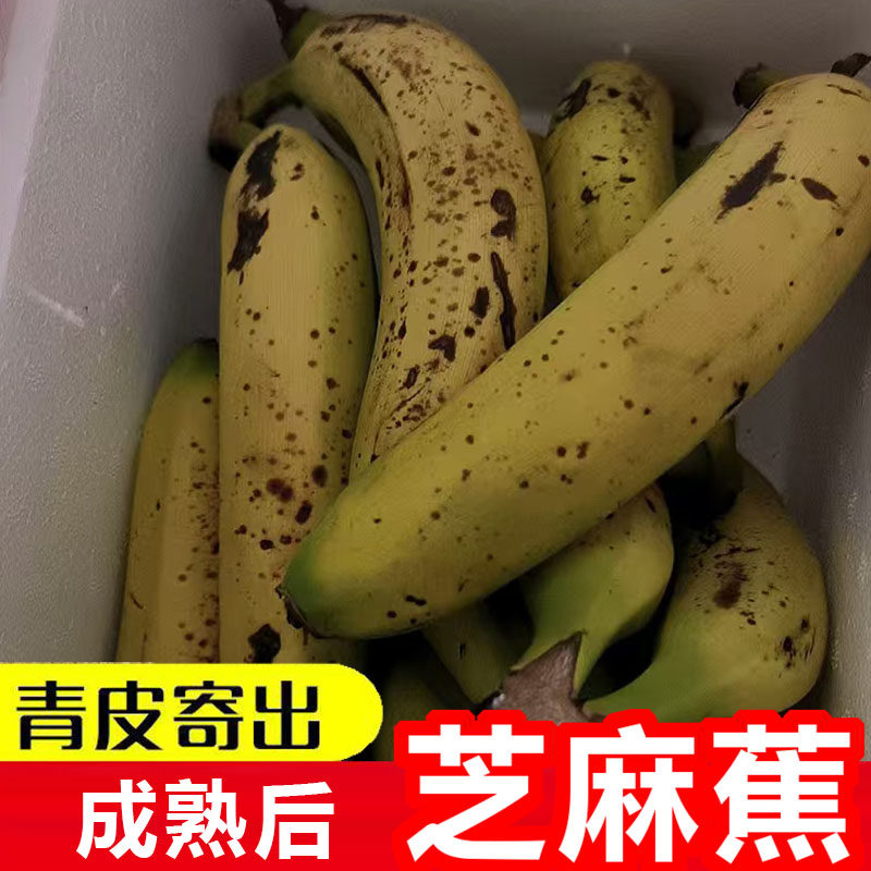 正宗广东本地芝麻香蕉自然熟老品种甜香蕉新鲜甜糯高州遁地蕾香蕉