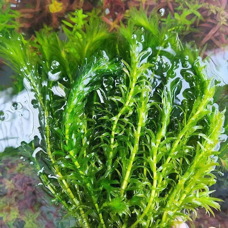 真水草蜈蚣草水草鱼缸造景绿植新手懒人养鱼装饰