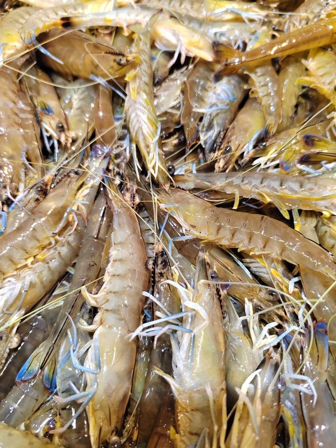 北海船捕蓝尾虾海虾海鲜白灼椒盐爆炒食材速冻五斤一份顺丰包邮