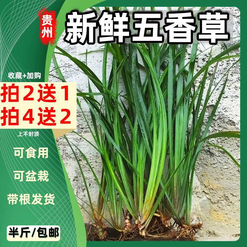 贵州新鲜带根半斤包邮沙姜三奈山赖香料植物大料苗五香草食用盆栽