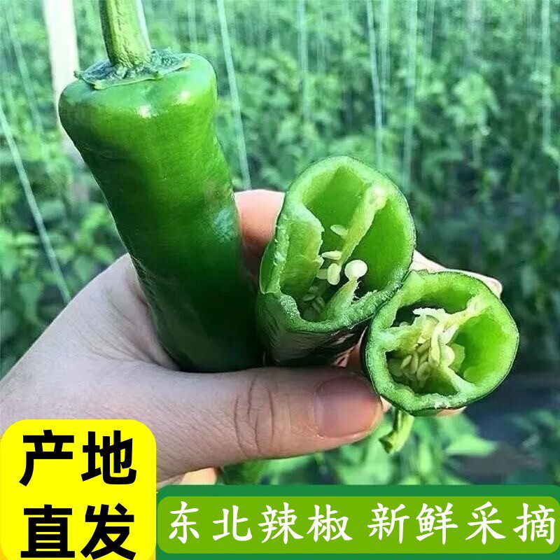 东北辣椒3斤青椒大辣椒清香脆辣皮薄肉厚辣妹子农家自种新鲜蔬菜