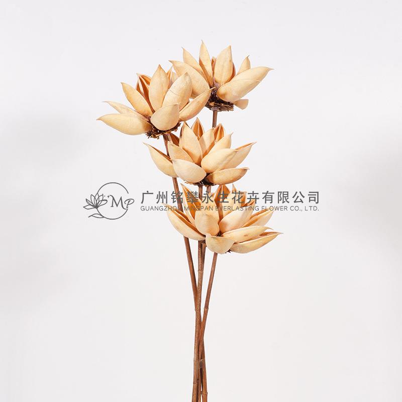 【紫荆莲】木槿花干莲蓬木莲花插花拍摄道具家居软装