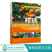 柑橘高效栽培技术 淳长品 果树种植 柑橘高产优质栽培与病虫害防治图解 柑橘高产优质栽培与病虫害防治图解 果树栽培修剪图解丛书