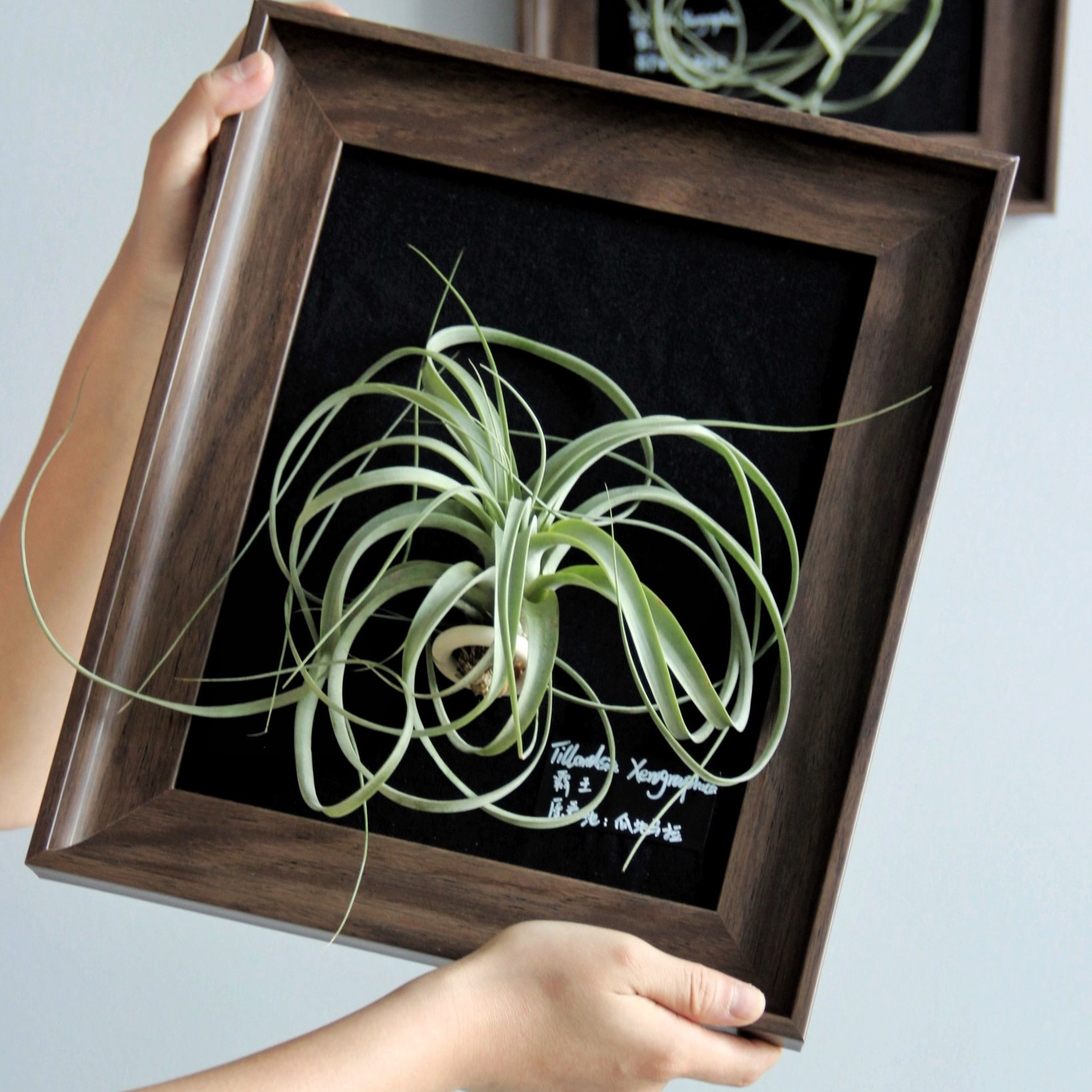 空气凤梨装饰画桌面摆件