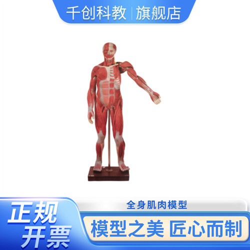 170CM肌肉人27部件模型全身肌肉骨骼内脏器官238个部位标识头颈躯干四肢解剖结构医学教学解剖模型