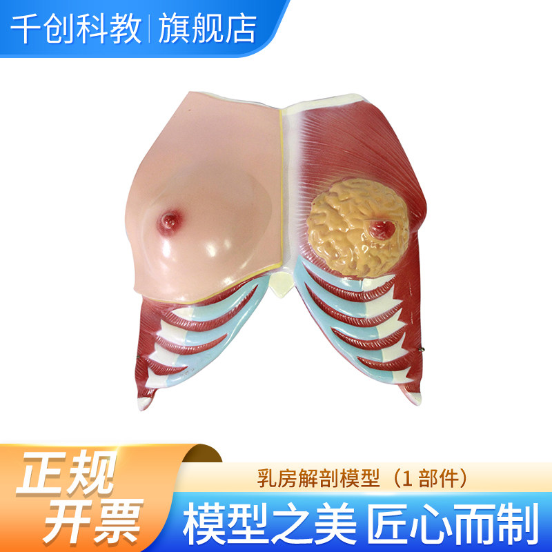 乳房解剖模型自然大小详细展示皮下脂肪肌肉内骨及乳腺分布结构医学教学解剖临床示教教具,文具电教/文化用品/商务用品,模拟人,淘宝优惠券,粉丝福利购,淘宝优惠卷