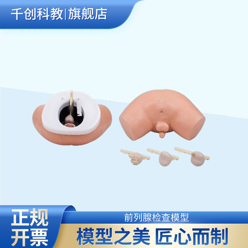 专业前列腺检查模型四阶段病情发展模拟良肿正常摸结节肿瘤扩散腺体坚硬触感真实逼真用于医护人员训练结构F2