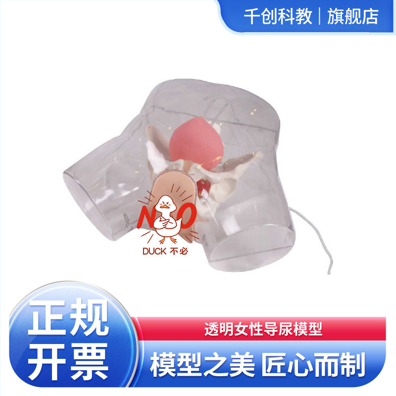 透明女性导尿模型小阴唇可分离尿道口暴露 骨盆膀胱定位真实阻力感气囊膨胀动态双腔三腔管尿液验证医学教具