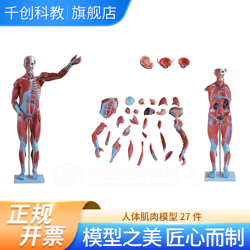 人体肌肉模型27件全套80CM 含躯干头颅脑肺心肝胆胃肠四肢 医学教学解剖示教PVC材质模型