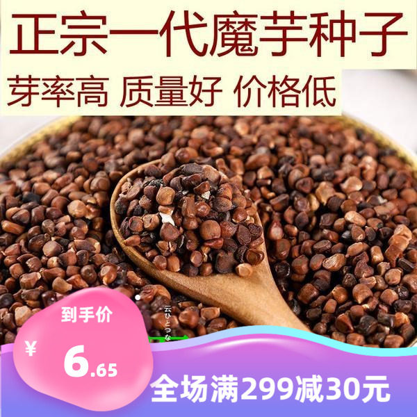 云南有机白魔芋种子高产一代磨芋四季种植脱水消毒正宗花魔芋种籽