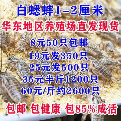 蛐蛐蟋蟀活体饲料 1-2厘米10元100只19元350只油葫芦  白蟋蟀活食