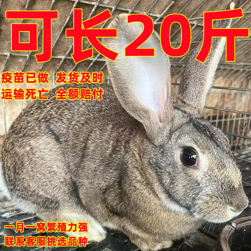 比利时兔子活物大型肉兔活体繁殖兔