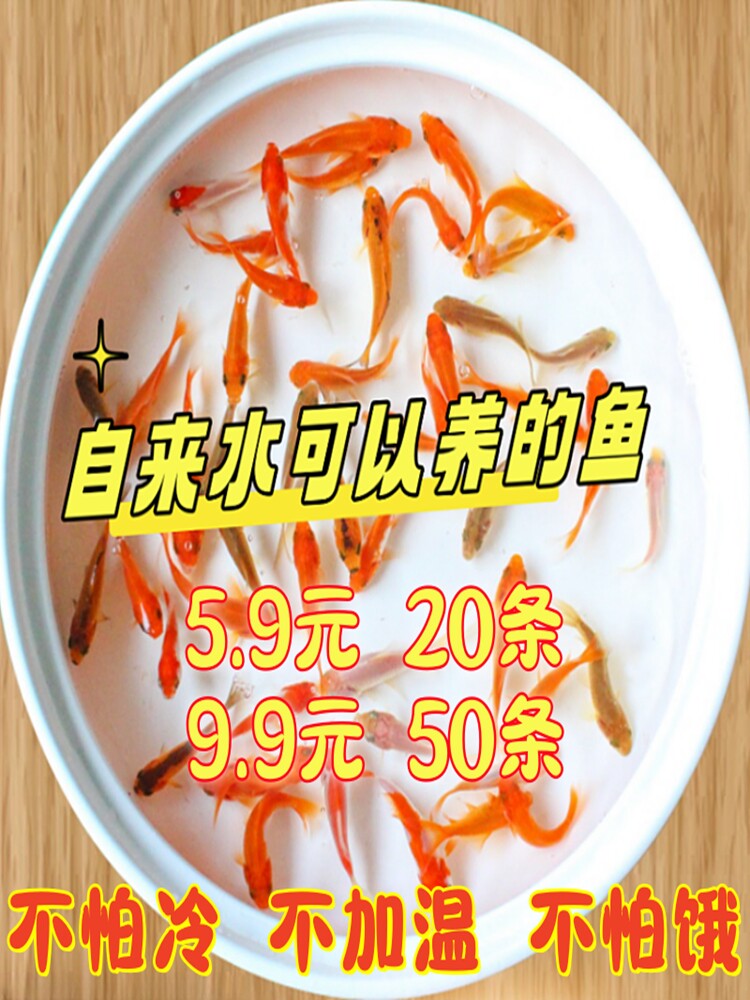 观赏鱼草金鱼活体锦鲤活鱼锦鲫小锦鲤龙睛红运当头冷水鱼饲料鱼