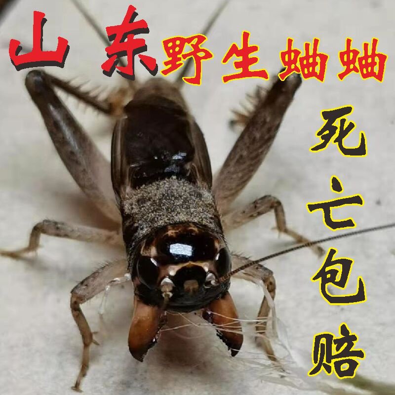 山东野生蛐蛐活虫物体斗蟋蟀地秋蟋蟀/蝈蝈