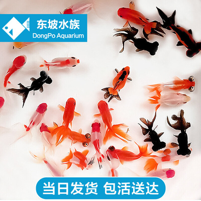 国粹小金鱼观赏鱼淡水冷水好养耐活黑色红色龙睛蝶尾狮子头鹤顶红