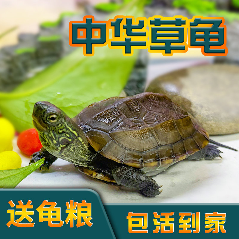 中华草龟小乌龟网红活物外塘长寿龟招财宠物观赏龟水金线草龟墨龟