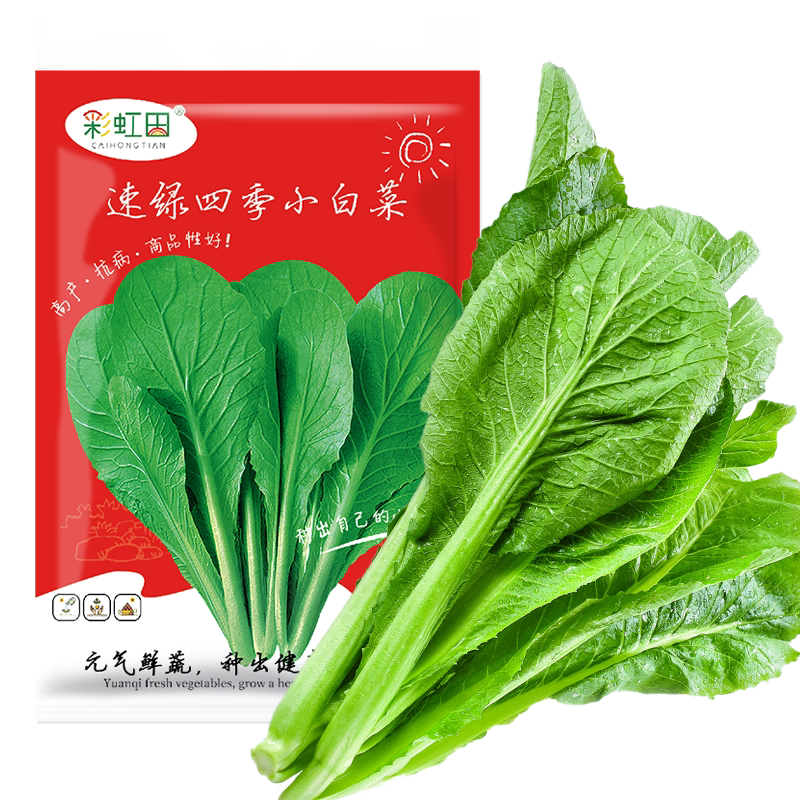速生青梗小白菜籽四季种子