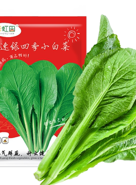 速生青梗小白菜籽四季种子