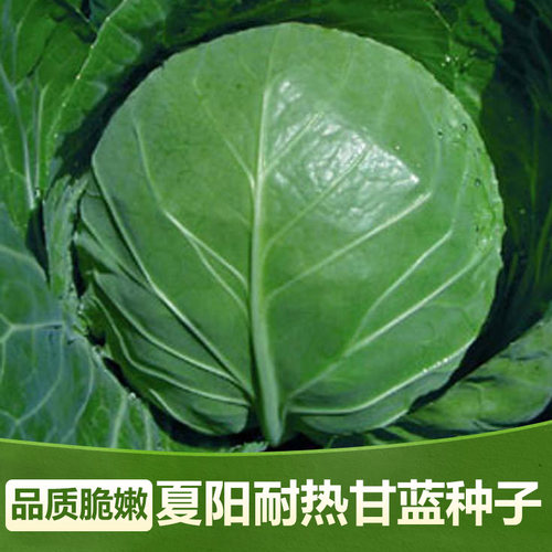 夏播甘蓝种子特耐热40度可种